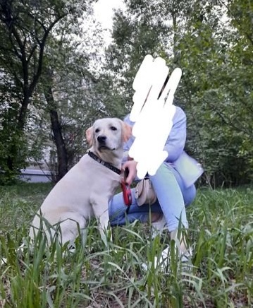 white labrador retriever puppy