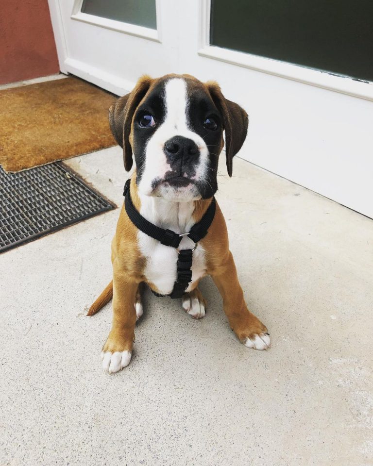 female boxer puppies for sale