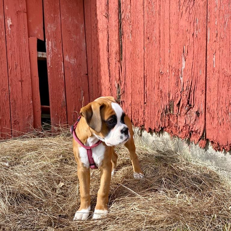 boxer puppies for sale