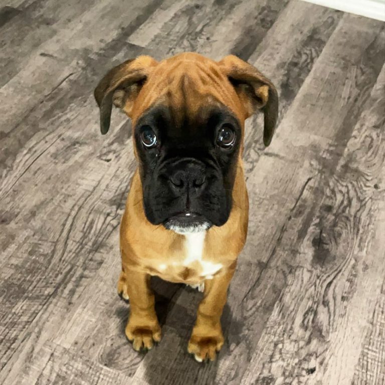 riley female boxer puppy for sale