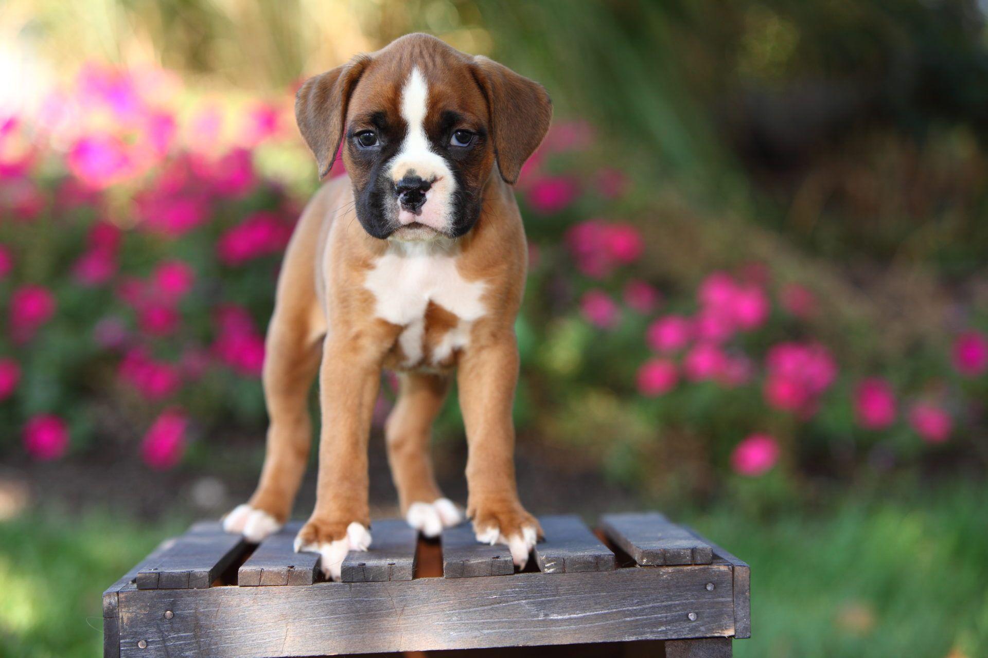 purebred boxer puppies for sale