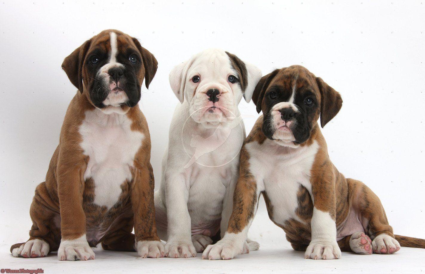 boxer puppies for sale