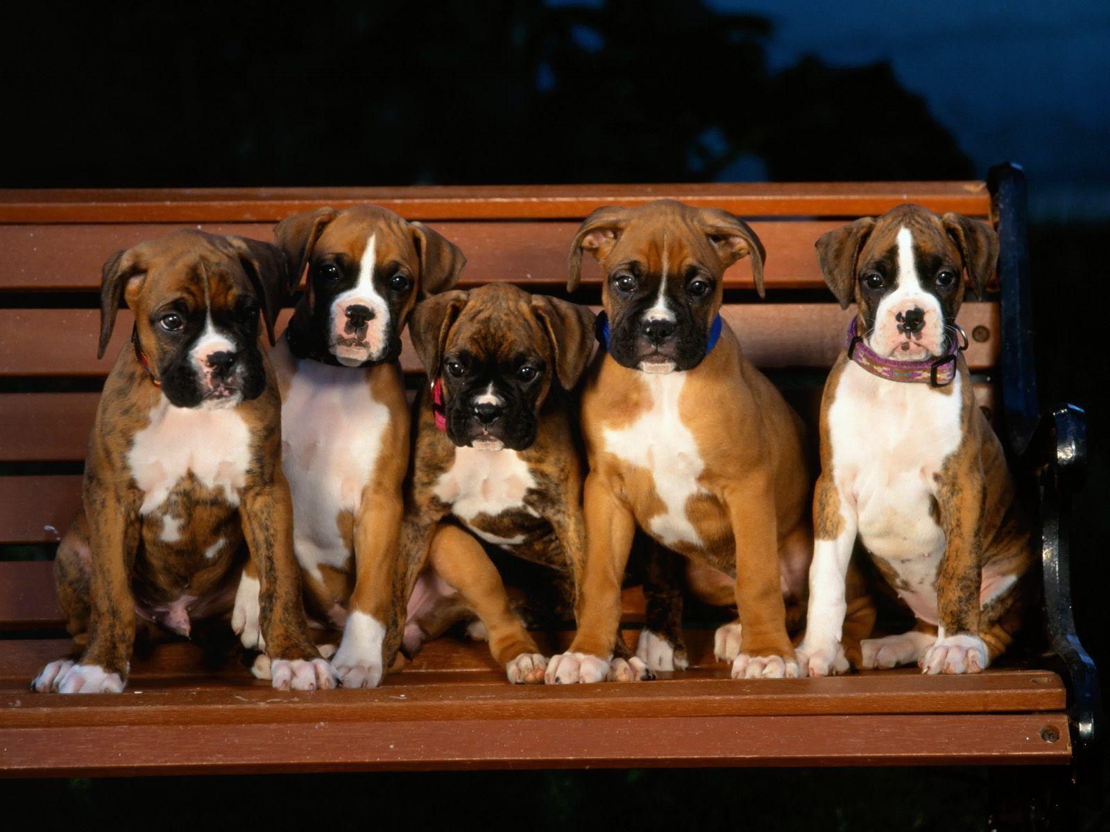 boxer puppy breeders