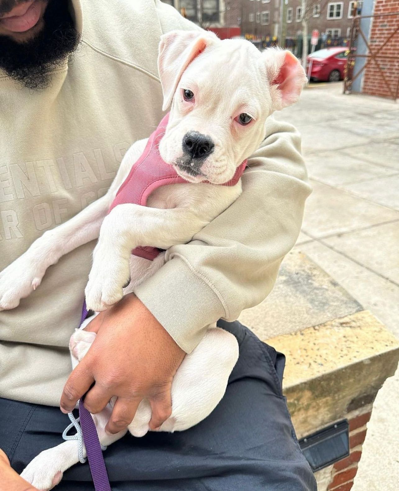 white boxer puppies for sale