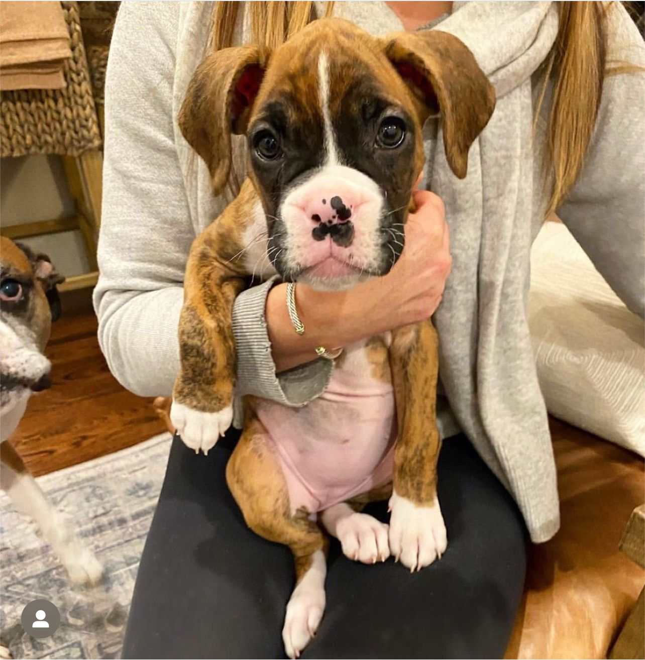 fawn brown boxer puppies for sale